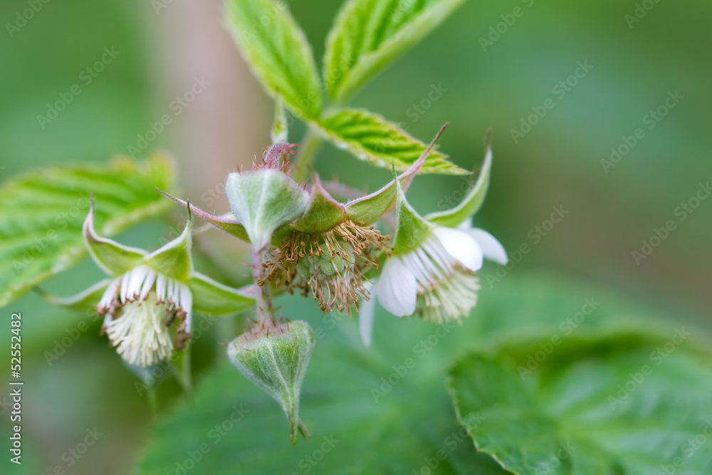 flowers on raspberry in nature flowers on raspberry in nature