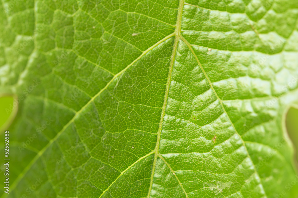background of a beautiful green leaf in nature. macro background of a beautiful green leaf in nature. macro