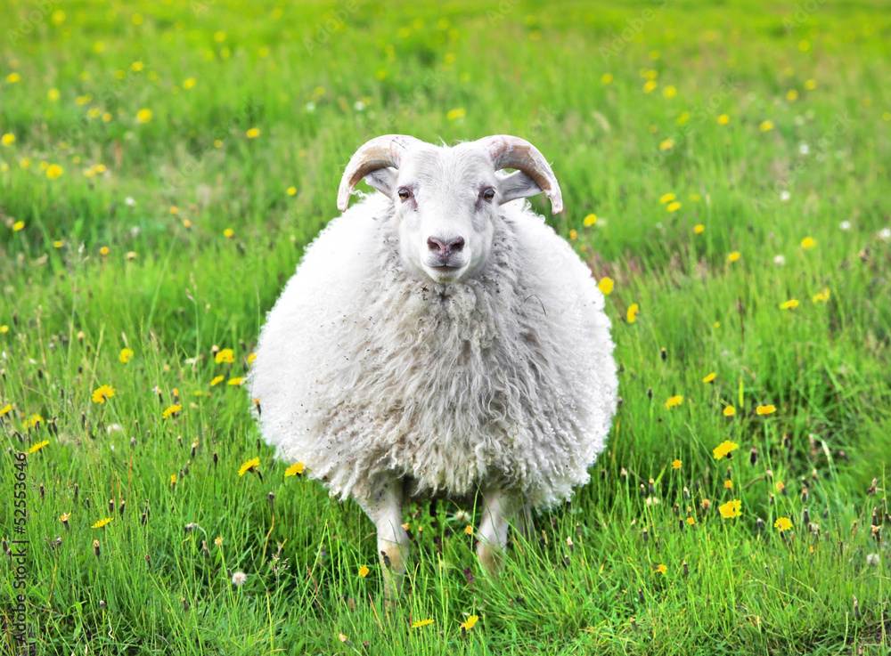 Cute sheep in Iceland staring into the camera