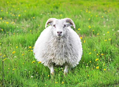 Obraz na płótnie Cute sheep in Iceland staring into the camera w salonie