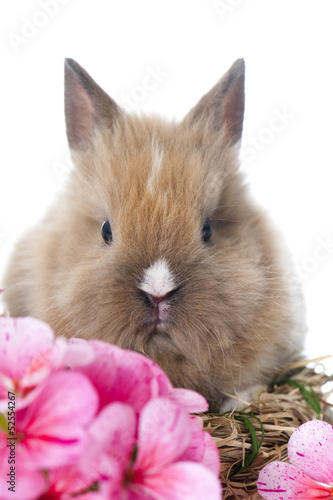 Kaninchen im Osternest