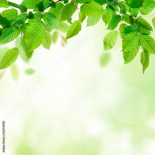 Beautiful leaves background