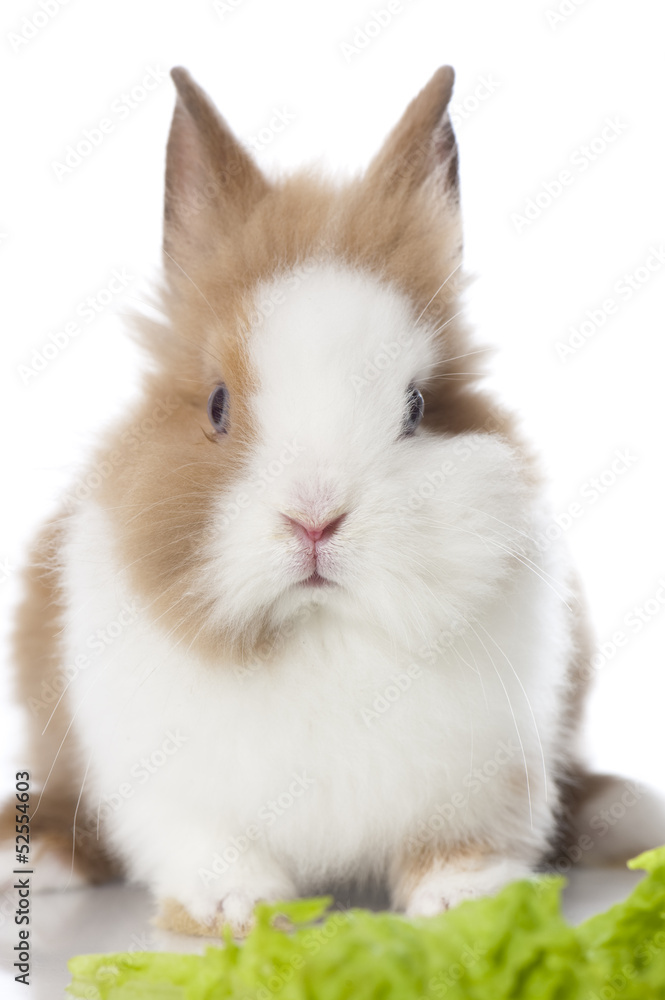 Zwergkaninchen Zwergkaninchen