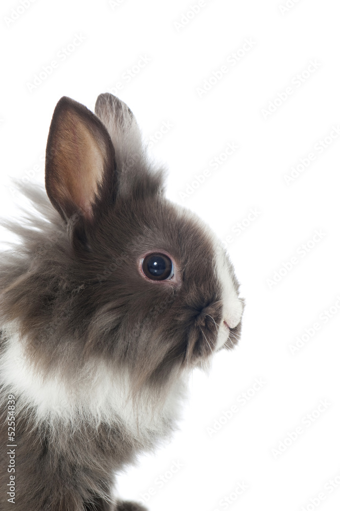 Obraz premium Zwergkaninchen