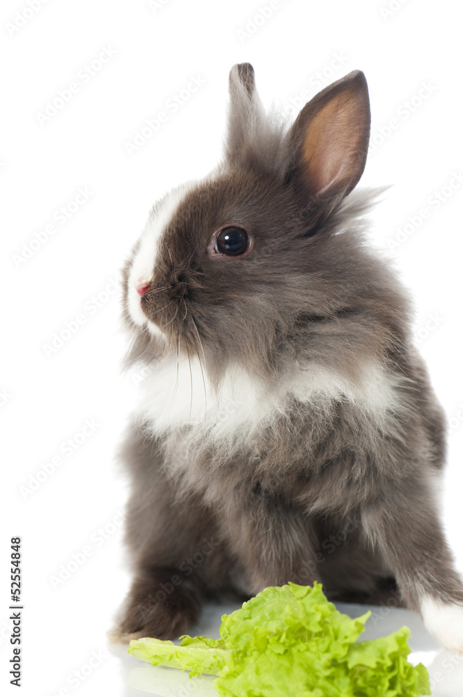 Obraz premium Zwergkaninchen