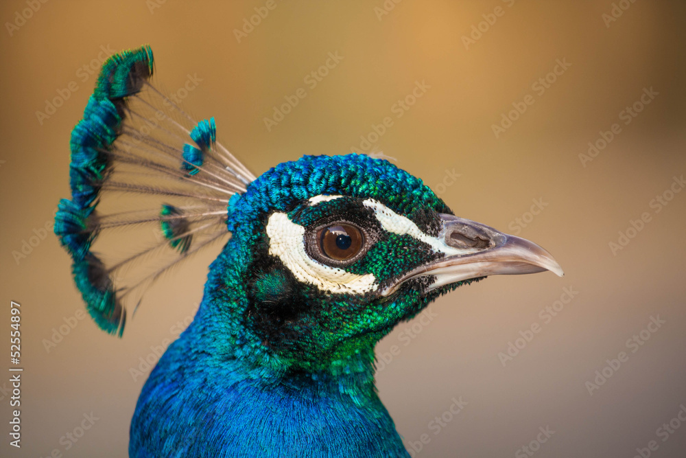 Fototapeta premium peacock