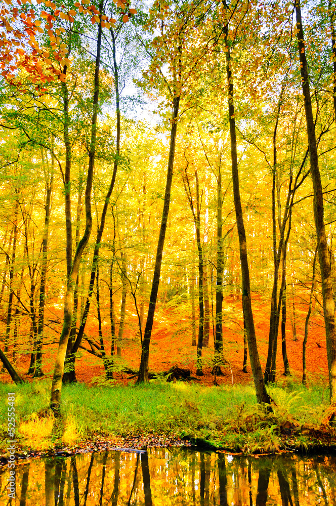Fototapeta premium Buchenwald mit Bach im Herbst