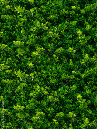 seamless texture of green leaves