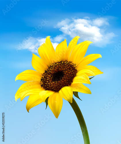 Background with sunflower field over cloudy blue sky. Vector