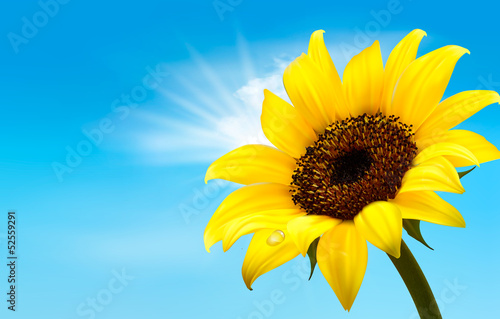Background with sunflower field over cloudy blue sky. Vector