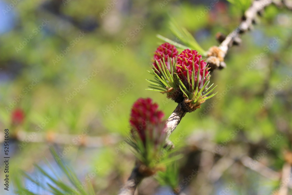 flower on a branch flower on a branch