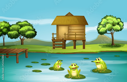 A pond with three playful frogs