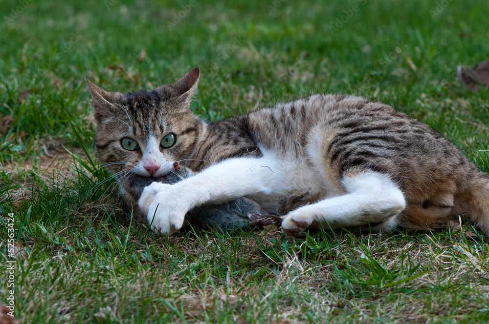 Cat caught a field vole (Microtus agrestis)