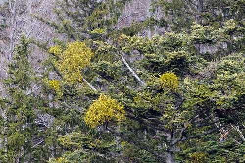 Parasitic plant mistletoe (Viscum album) on a common spruce