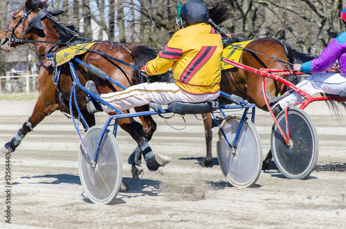 Racing horses harnessed to lightweight strollers.