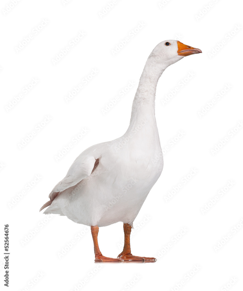 Domestic goose Domestic goose