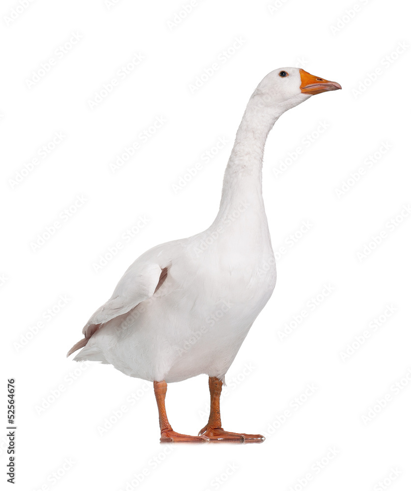 Obraz premium Domestic goose