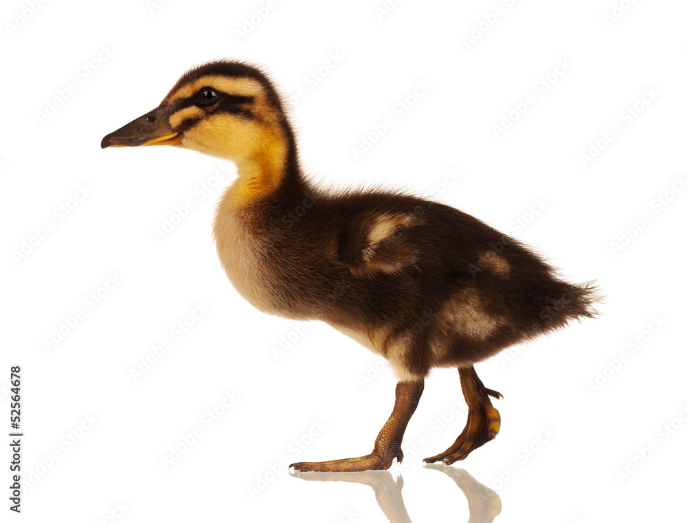Domestic duckling Domestic duckling