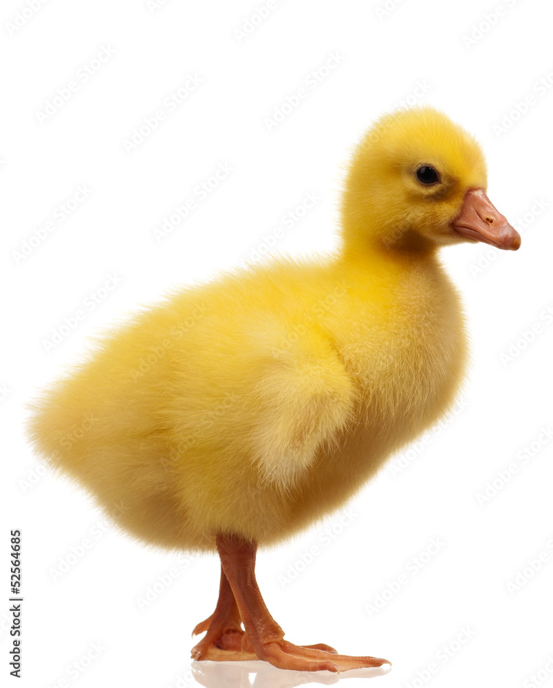 Domestic gosling Domestic gosling