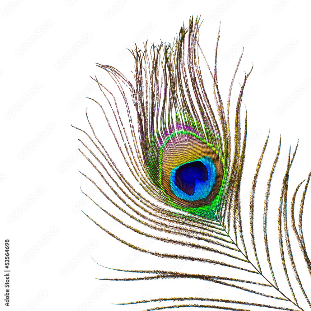 Naklejka premium Peacock feather on a white background