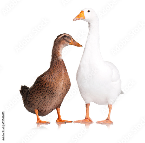 Duck and goose