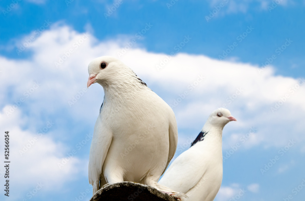 two doves two doves