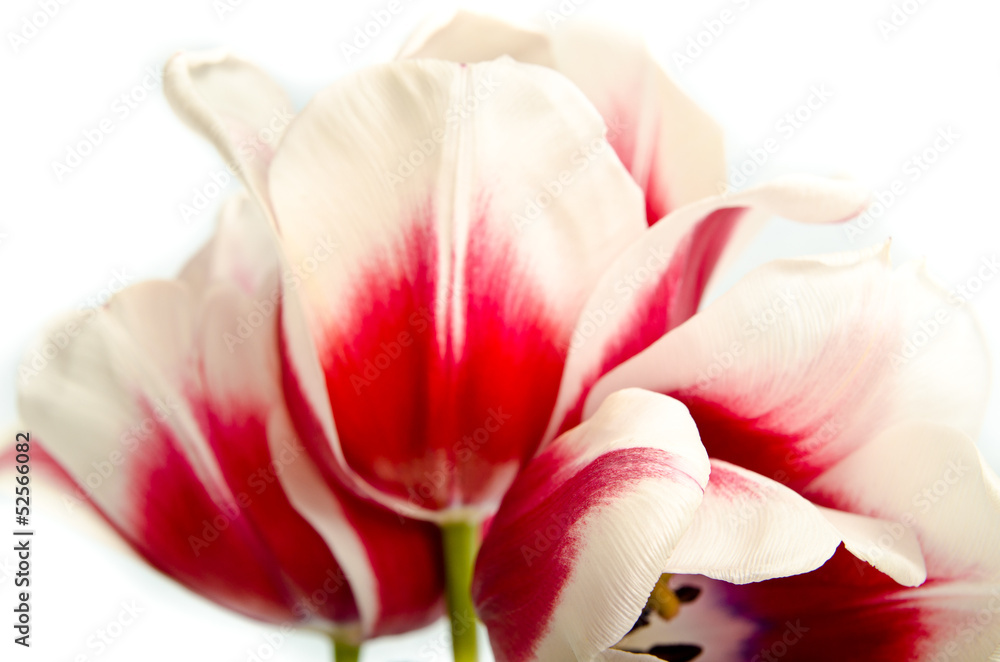 Fototapeta zbliżenie kwiatów