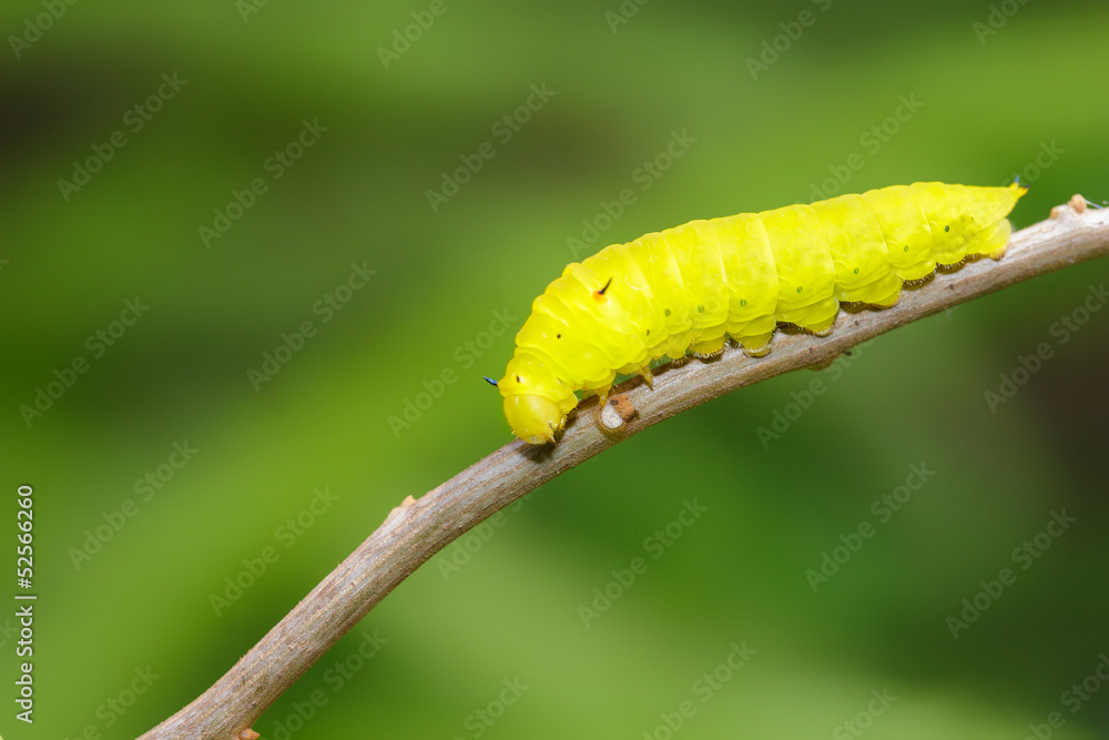 Green caterpillar Green caterpillar