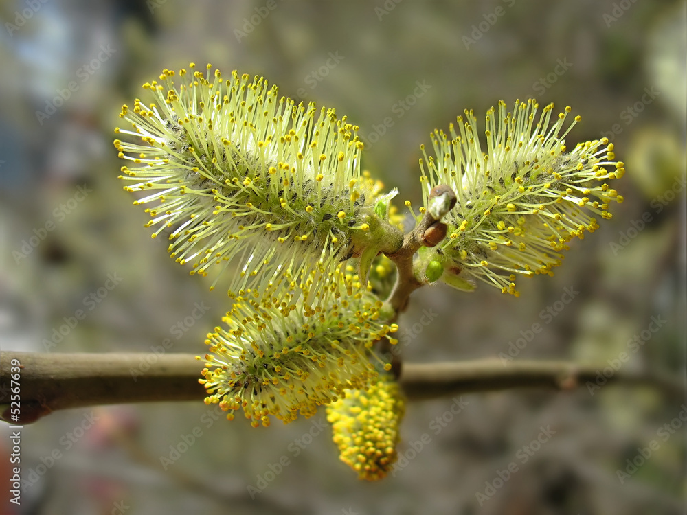 Obraz premium Spring. Catkins of pussy-willow close up