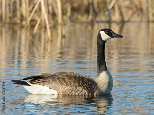 Photography Canada Goose