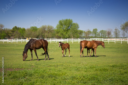 Fototapeta Naklejka Na Ścianę i Meble -  Horse