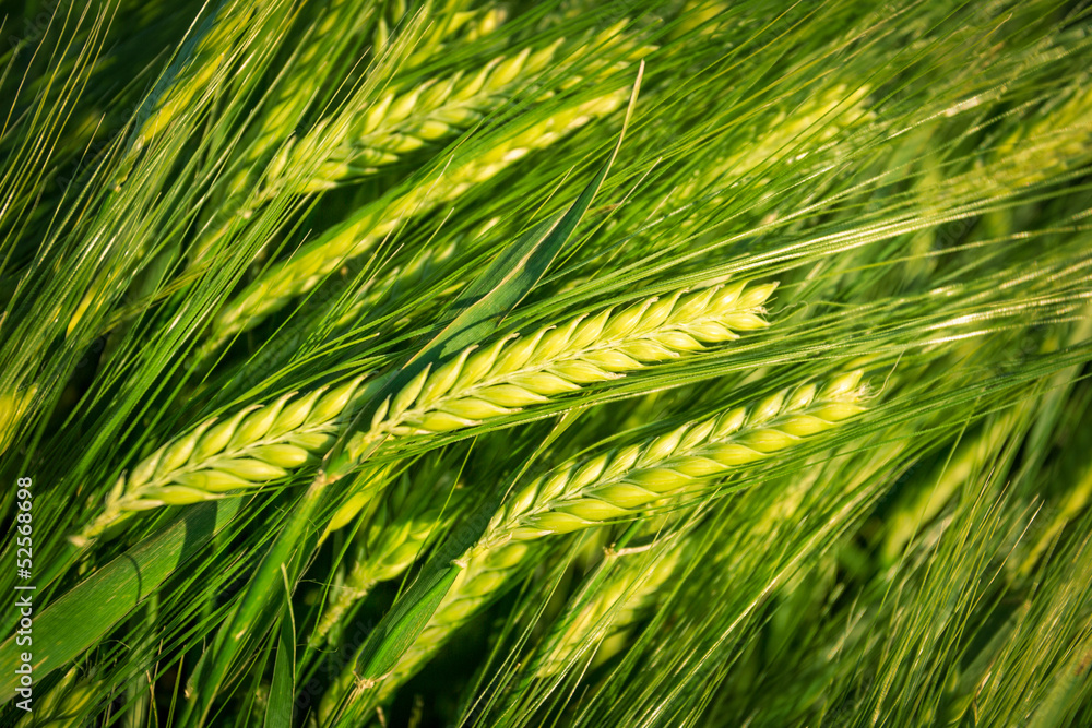Green wheat Green wheat