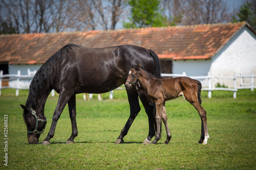 Fototapeta Naklejka Na Ścianę i Meble -  foal