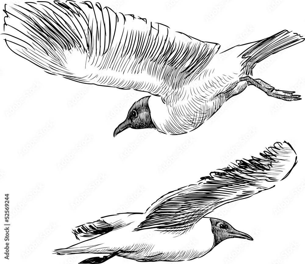 Fototapeta premium flying seagulls