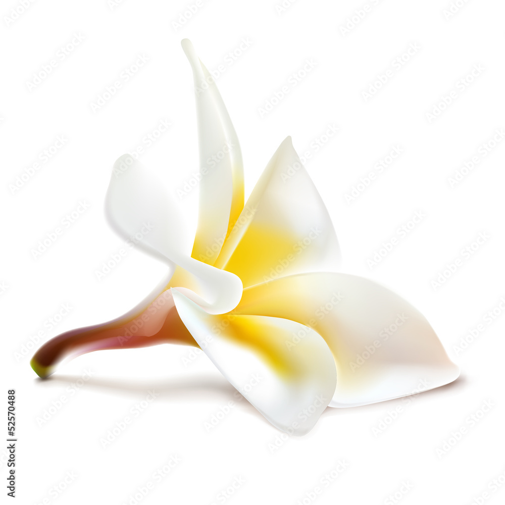 Naklejka premium Vector magnolia flower.