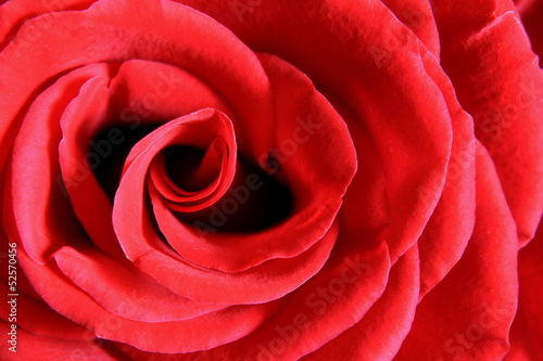 Wallpaper Mural Red Rose Macro 1 Torontodigital.ca