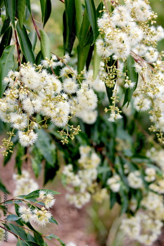 Flowering Gum Tree