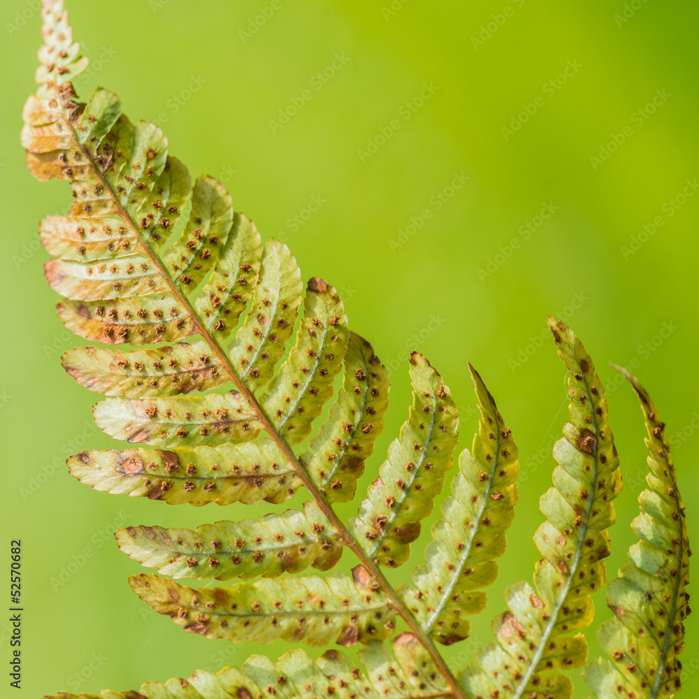 Naklejka premium Fern