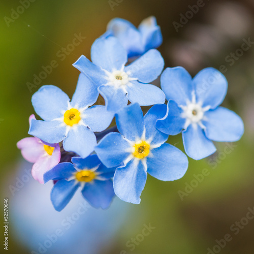 Blue Bloom Posy © bigemrg