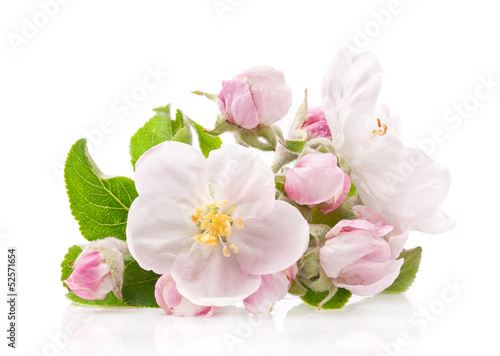 Apple tree flowers isolated on white  spring blossoms