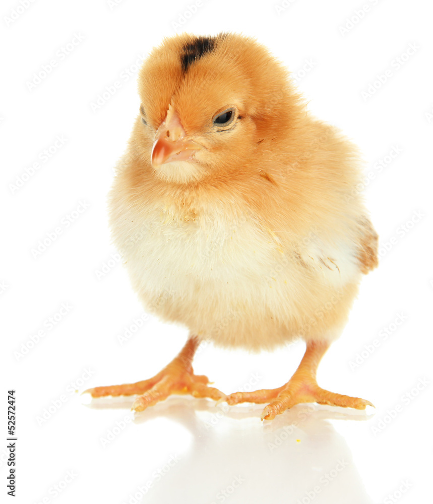 Little chicken isolated on white