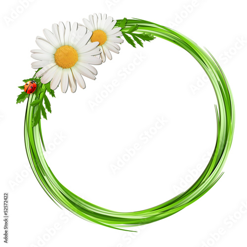 Grass frame with daisy flowers and ladybug .