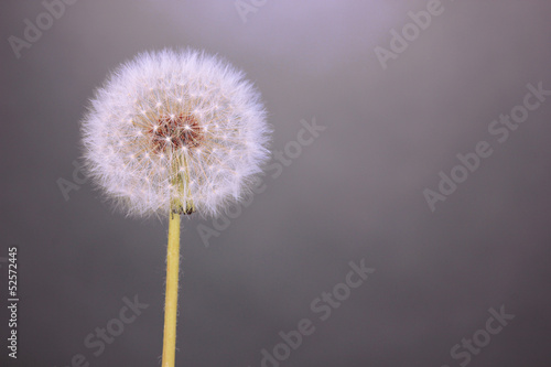 Wallpaper Mural Dandelion on grey background Torontodigital.ca
