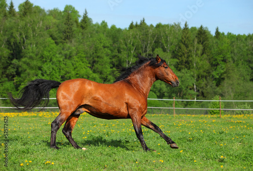 Horse galloping in a field