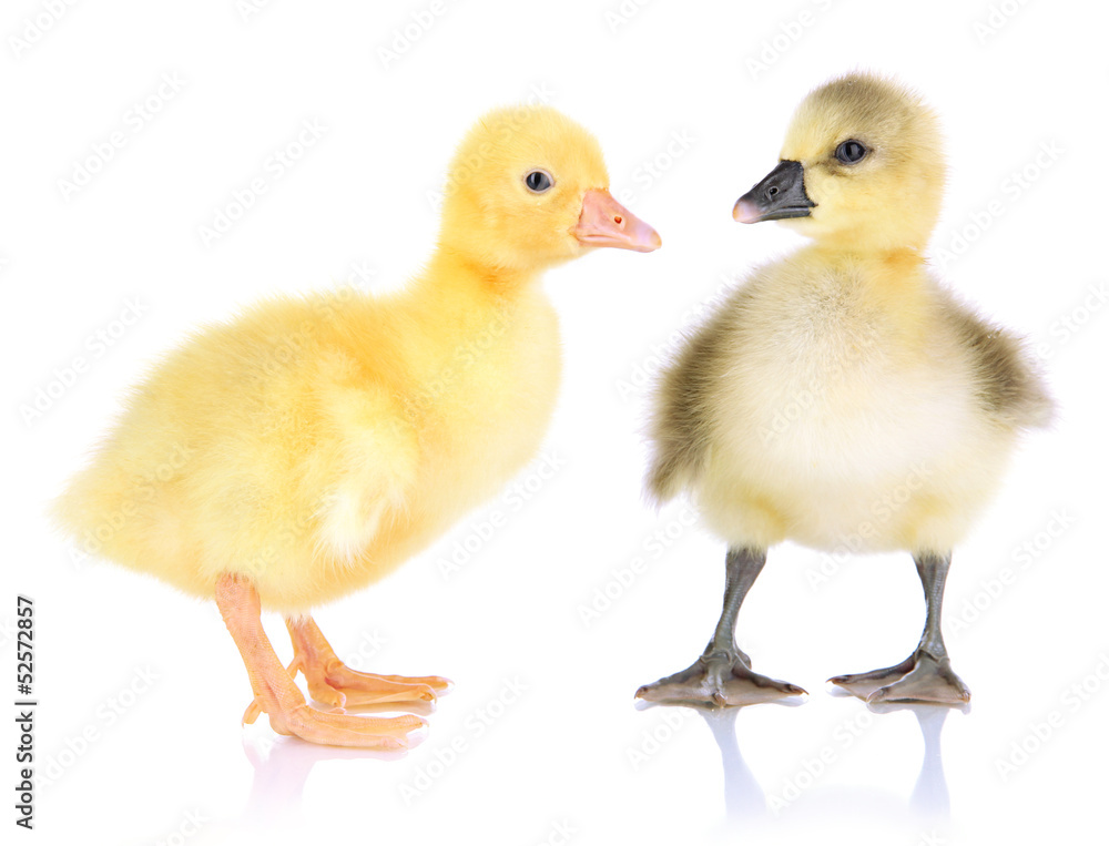 Little ducklings isolated on white