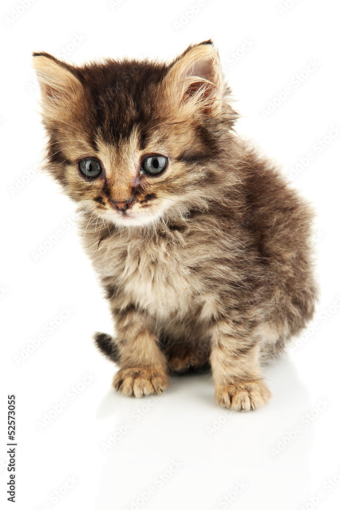 Small kitten isolated on white Small kitten isolated on white