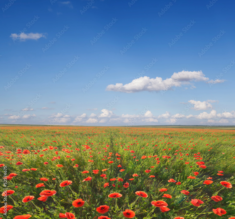 beautiful poppy field