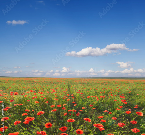 beautiful poppy field