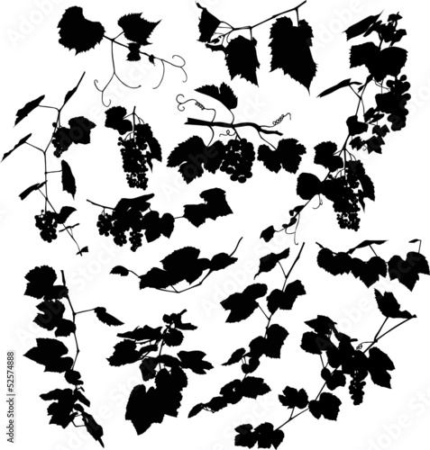set of black grapes and leaves on white