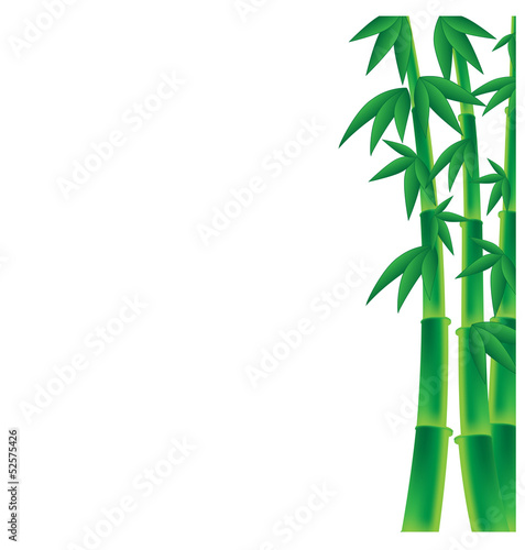 stems of bamboo on a white  background